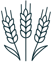 Barley